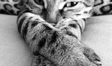 Güzel günler görecegizdir