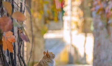 Mutlu huzurlu sağlıklı bir sali günü diliyorum