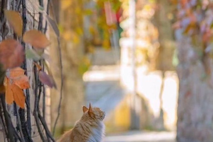 Mutlu huzurlu sağlıklı bir sali günü diliyorum
