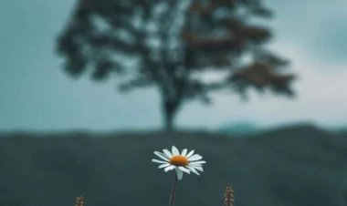 Ağaçtan düşen bı yaprağın hali gibidir  imtihan