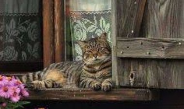 sevgi aŞk dolu güzel Pazarlar canlar