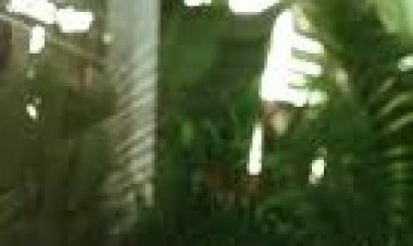 Baran Mengüç - Ara Sıcak Şarkı Sözleri