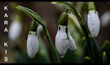 Ali Baran Kara Kış şarkı sözleri