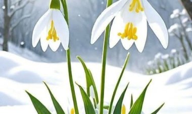 Kardelene sormuşlar