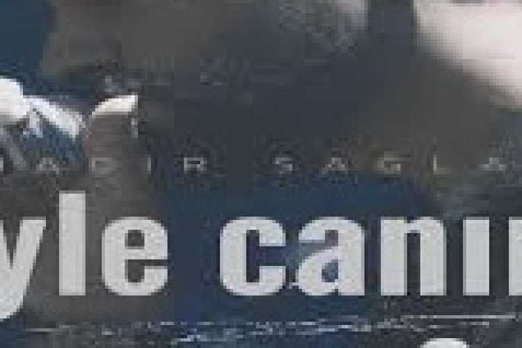 Bahadır Sağlam - Söyle Canım şarkı sözleri